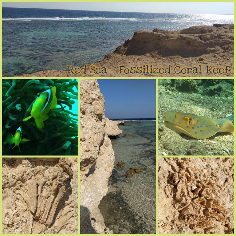 Red-Sea-Fossilized-Coral-Reef