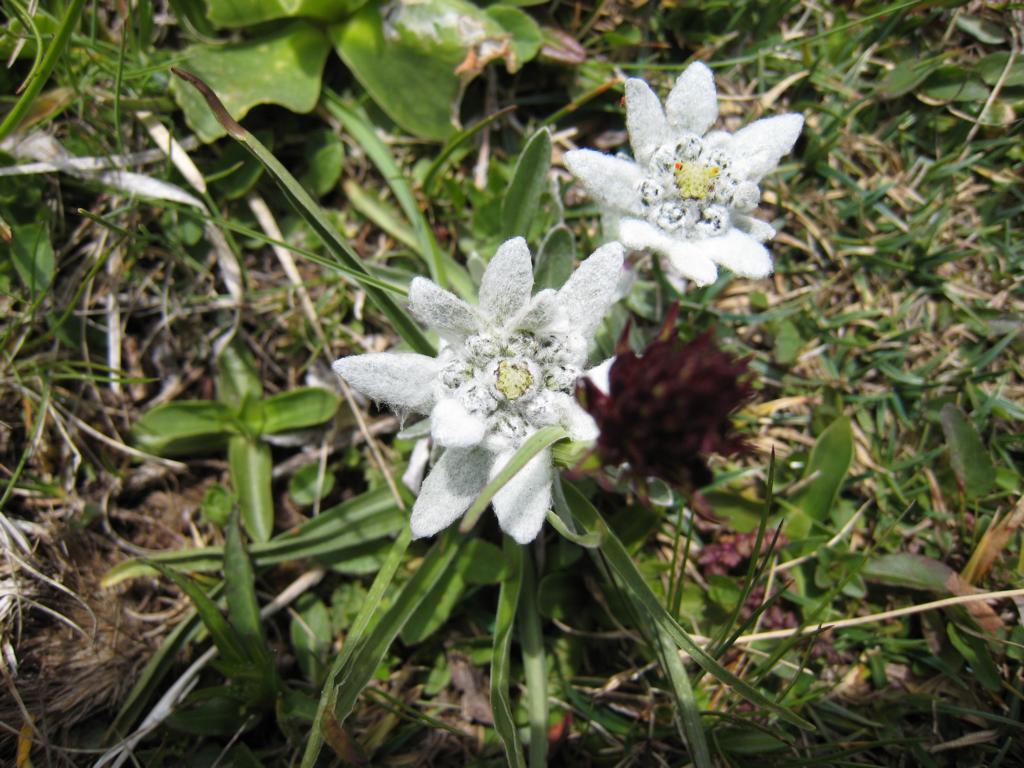Frühes Edelweiss
